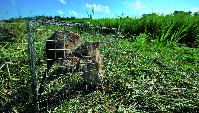 Серебристобрюхие крысы (Rattus argentiventer). Архивное фото