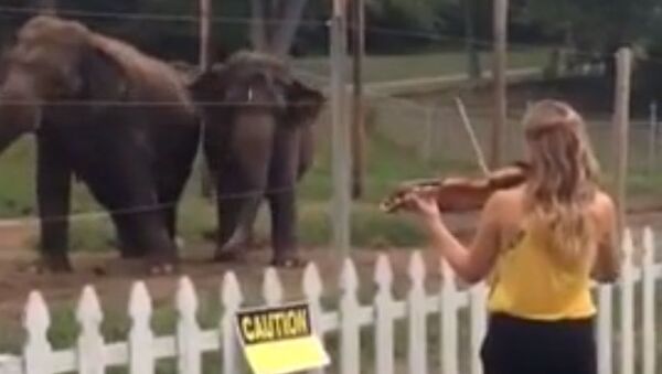 Слоны танцуют под музыку Баха
