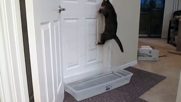 Кот открывает дверь. Кадр из видео на YouTube