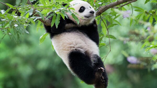 Гигантская панда. Архивное фото