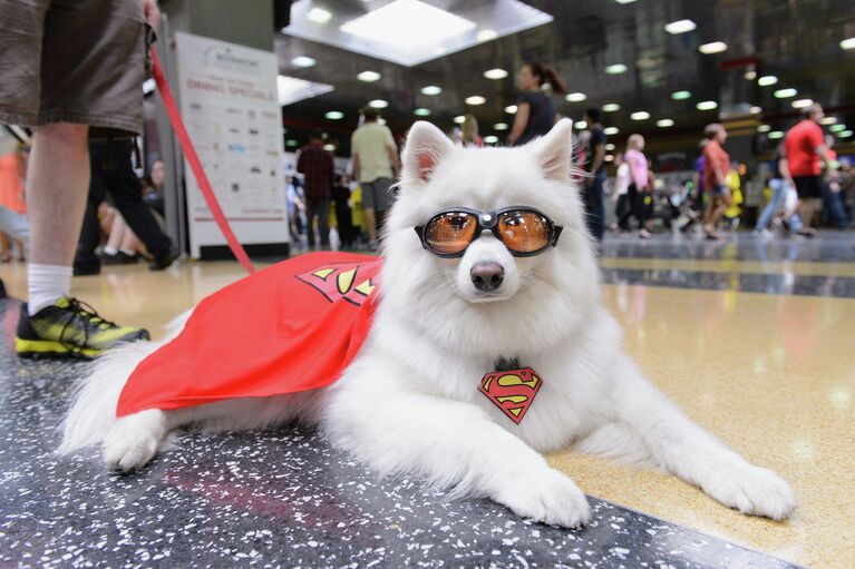 Собака, одетая, как Крипто в SuperDog