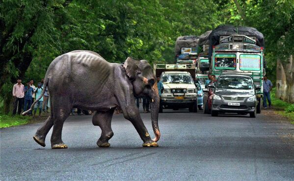 Дикий слон пересекает шоссе в Индии
