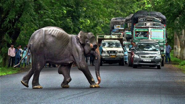 Дикий слон пересекает шоссе в Индии. Архивное фото.
