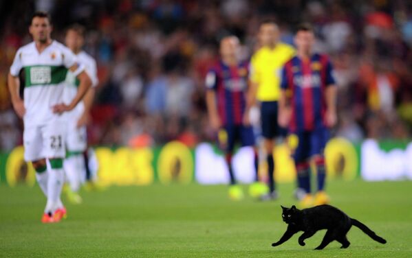 Кошка на поле во время матча Spanish La Liga