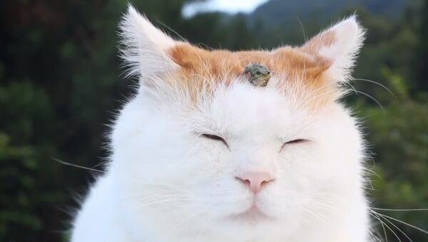 Восточная философия по-кошачьи: кот практикует медитацию. Архивное фото