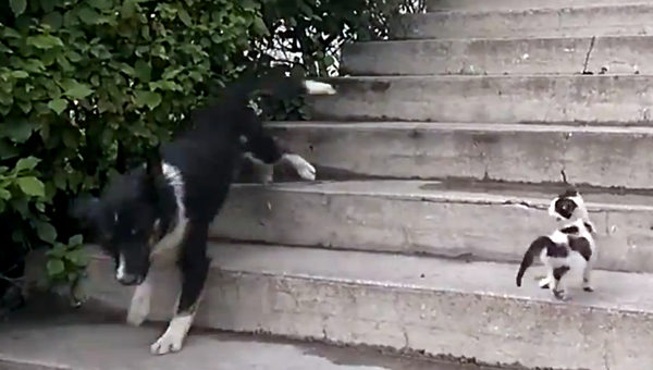 Четвероногая преграда: пес боится спускаться по лестнице из-за котенка