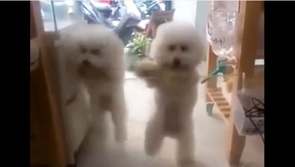 Видео в YouTube: собаки танцуют