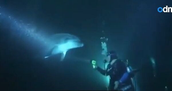 Видео в YouTube: дельфин просит помощи у водолаза