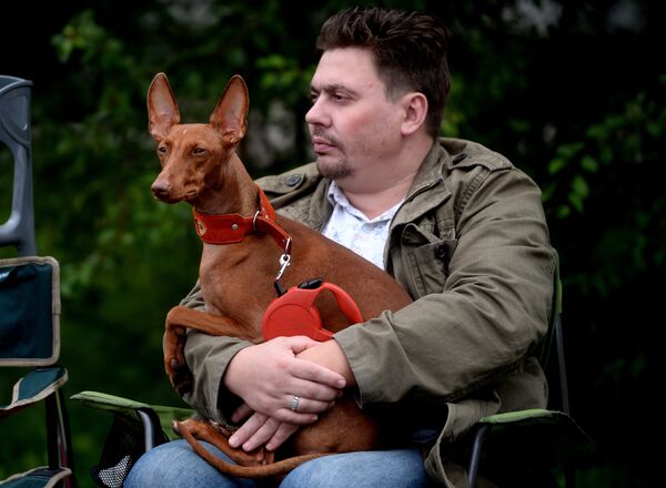 Собака породы Сицилийская борзая на международной выставке собак всех пород Господин Великий Новгород - 2014
