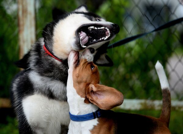 Собаки породы Хаски и Бигль на международной выставке собак всех пород Господин Великий Новгород - 2014