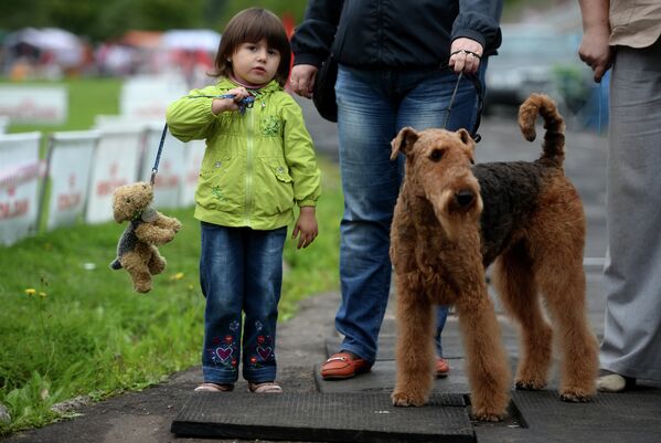 Собака породы Эрдельтерьер на международной выставке собак всех пород Господин Великий Новгород - 2014