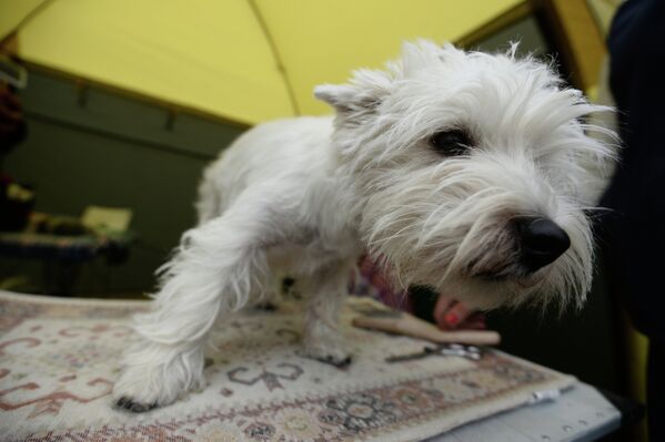 Собака породы Вест хайленд уайт терьер на международной выставке собак всех пород Господин Великий Новгород - 2014