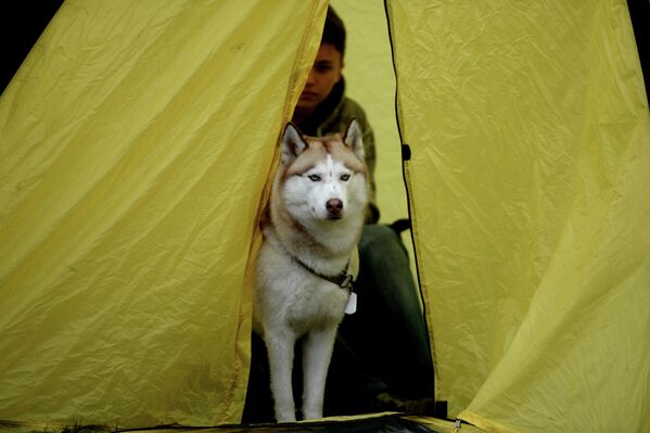 Собака породы Хаски на международной выставке собак всех пород Господин Великий Новгород - 2014