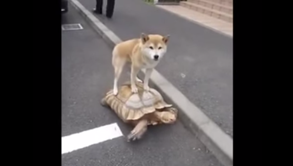 Хорошо быть пассажиром: собака катается верхом на черепахе