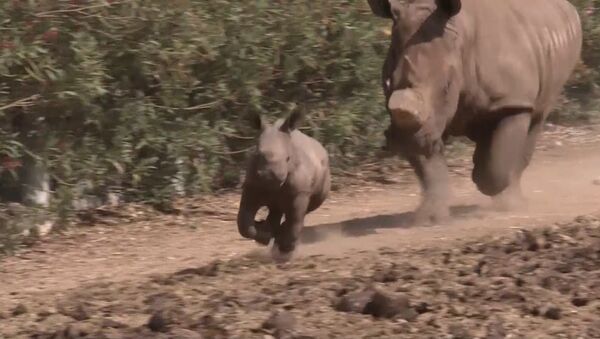 Детеныш редкого белого носорога и его мама бегали по вольеру зоопарка Сафари