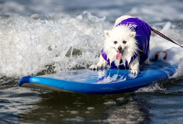 Собака-серфингист