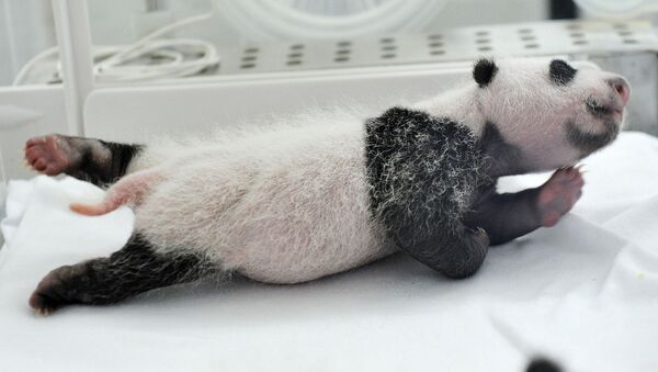 Новорожденная панда