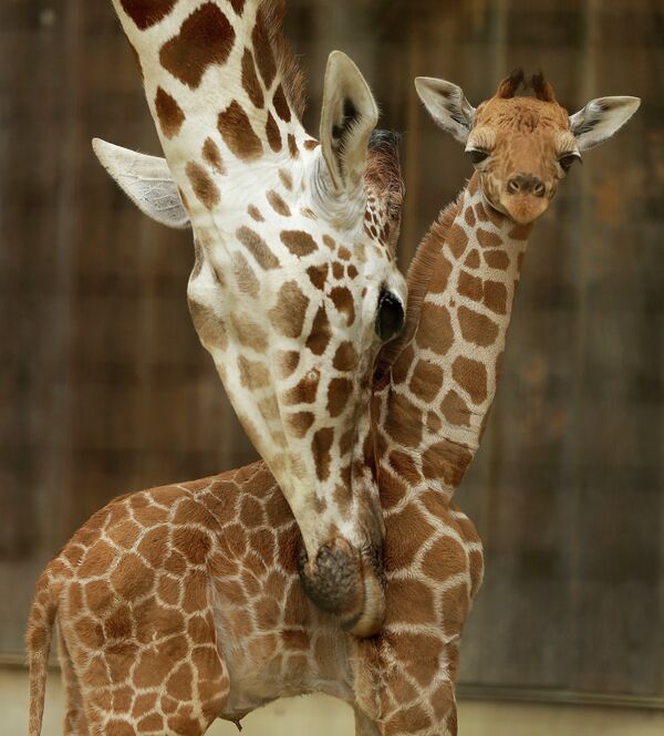 Маленький жираф с мамой