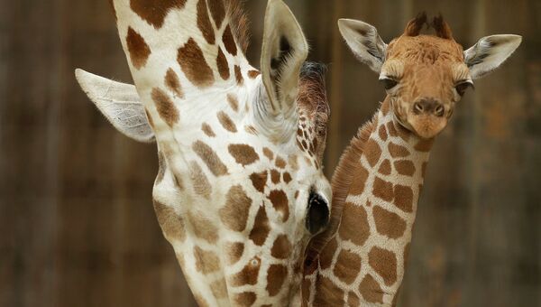 Маленький жираф с мамой. Архивное фото