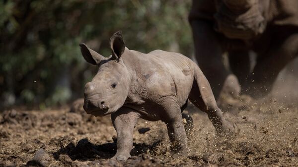 Детеныш белого носорога. Архивное фото