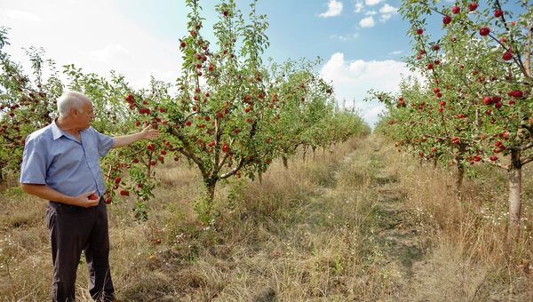 Молдавский фермер в яблоневом саду