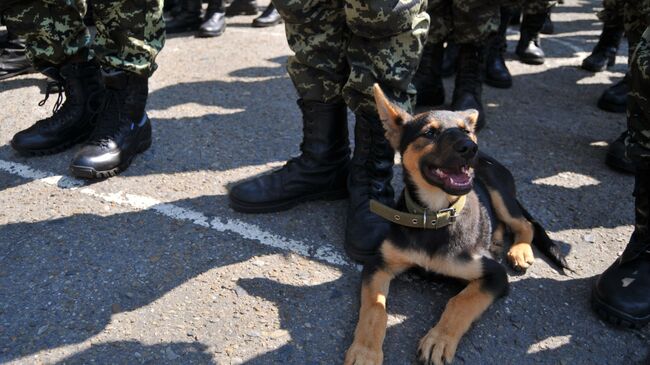 Украинские военнослужащие, архивное фото