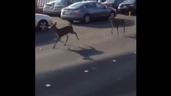 Видео в YouTube: оленята перебегают дорогу