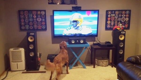 Собака смотрит футбол