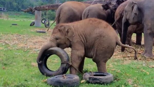 Слоненок с покрышкой. Фото на YouTube