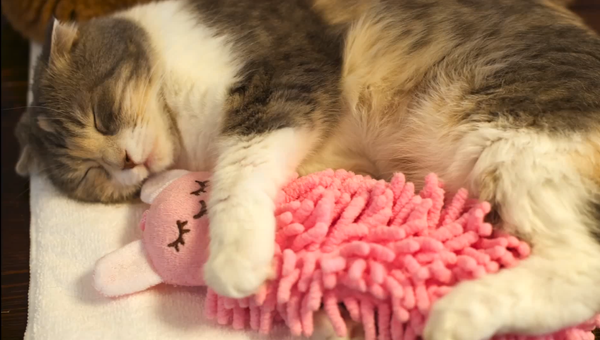 Кошка спит с игрушкой