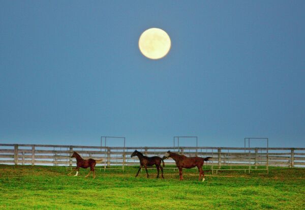 Лошади пасутся на фоне луны в Торонто