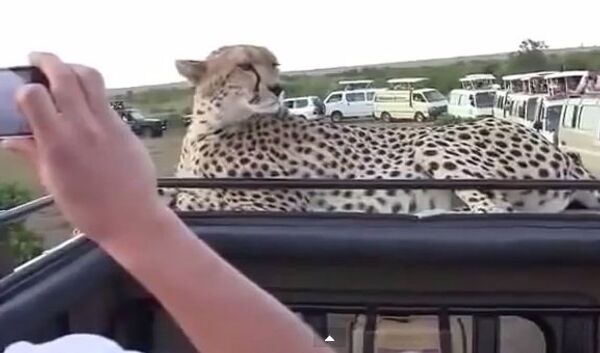Опасная фотосессия: гепард позирует для туристов