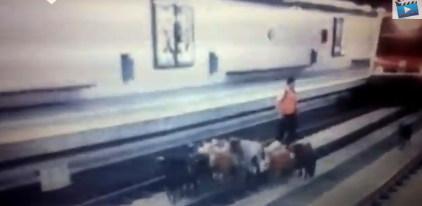 Ни проехать, ни пройти: стадо коз перегородило путь поезду