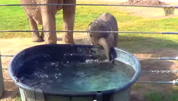 Маленький слоненок учится пить и пускает пузыри