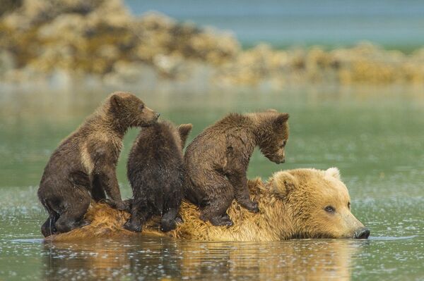 Семейство медведей на пляже