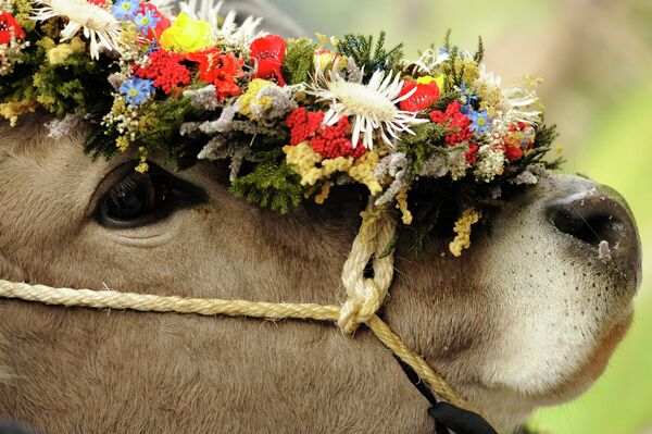 Праднование возвращения скота с летних пастбищ в Германии