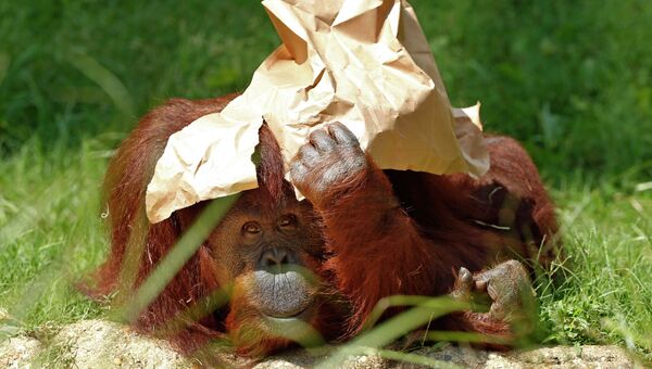 Орангутанг держит бумагу над головой