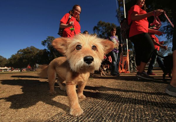 Участники выгуливают собак во время мероприятия Best Friends Animal Society's Strut Your Mutt