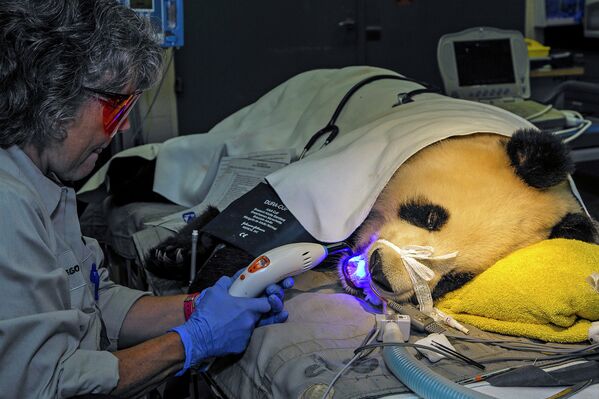 Панда у стоматолога