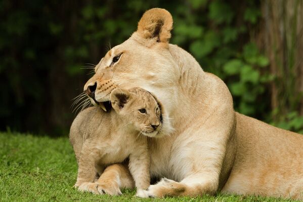 Львенок с мамой