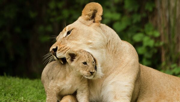 Львенок с мамой. Архивное фото