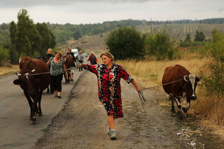 Женщина пасет коров возле Донецка