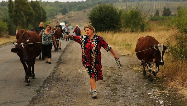 Женщина пасет коров. Донецкая область