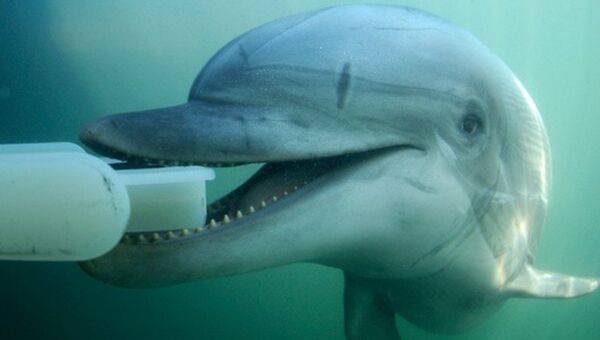 Боевой дельфин. Архивное фото