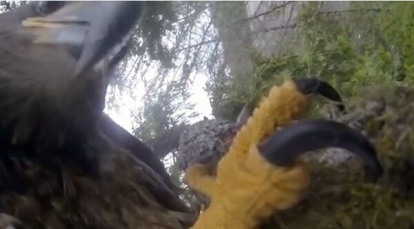 Видео в YouTube: орел делает селфи