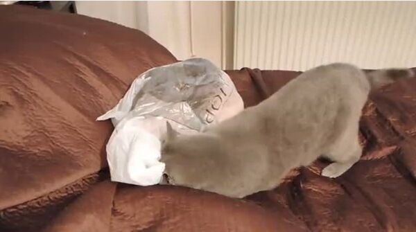 Видео в YouTube: котенок скользит по полу