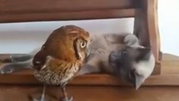 Видео в YouTube: кошка играет с совой