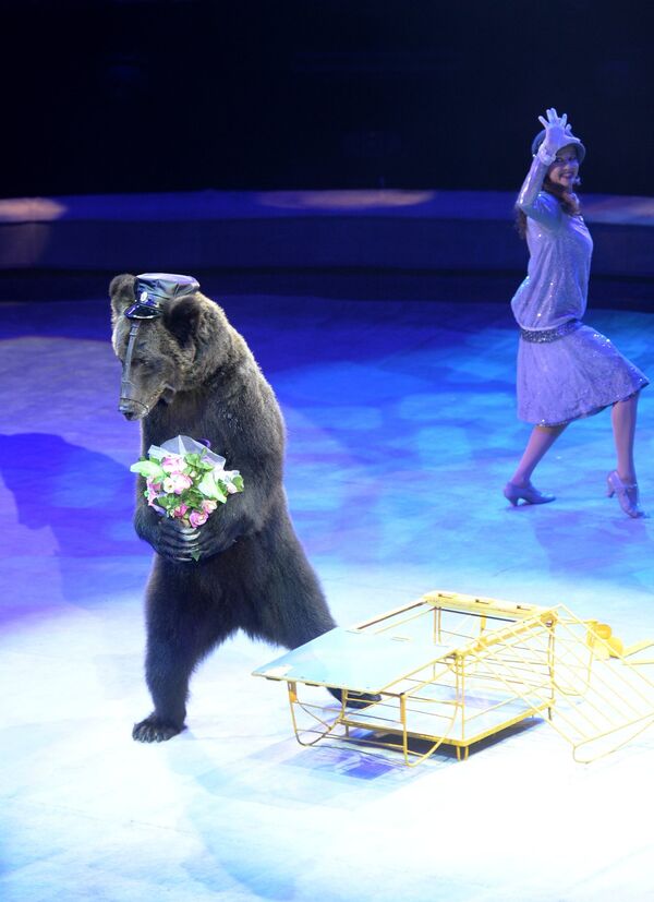 Номер с дрессированными медведями под руководством Юрия Александрова в гала-шоу фестиваля циркового искусства Идол-2014