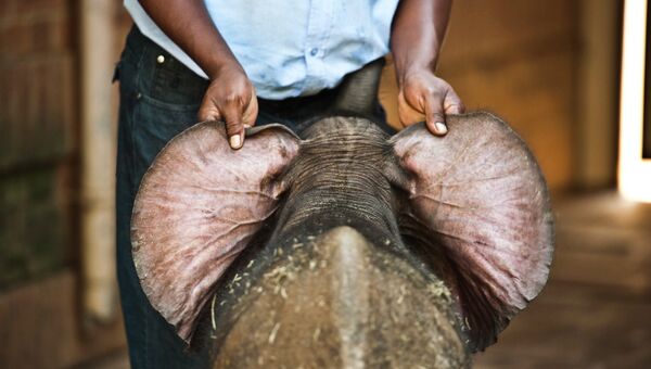 Первый рожденный в неволе саванный слон
