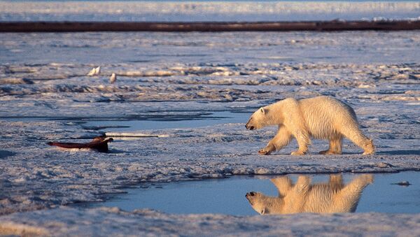 Белый медведь в Арктическом национальном заповеднике на Аляске, США